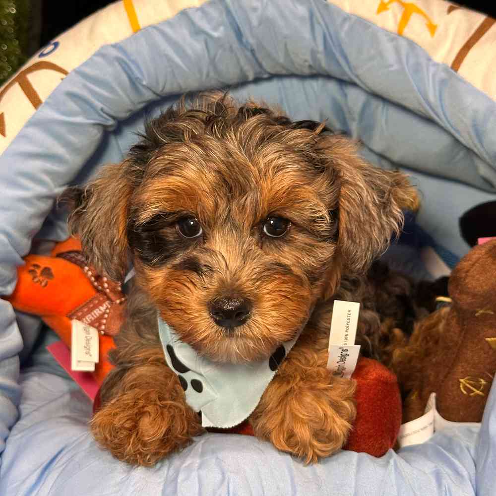 pet breed image