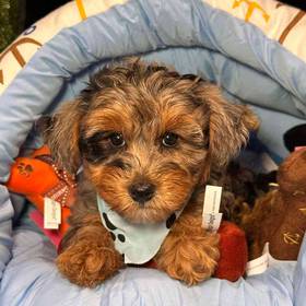 Yorkie-Poo