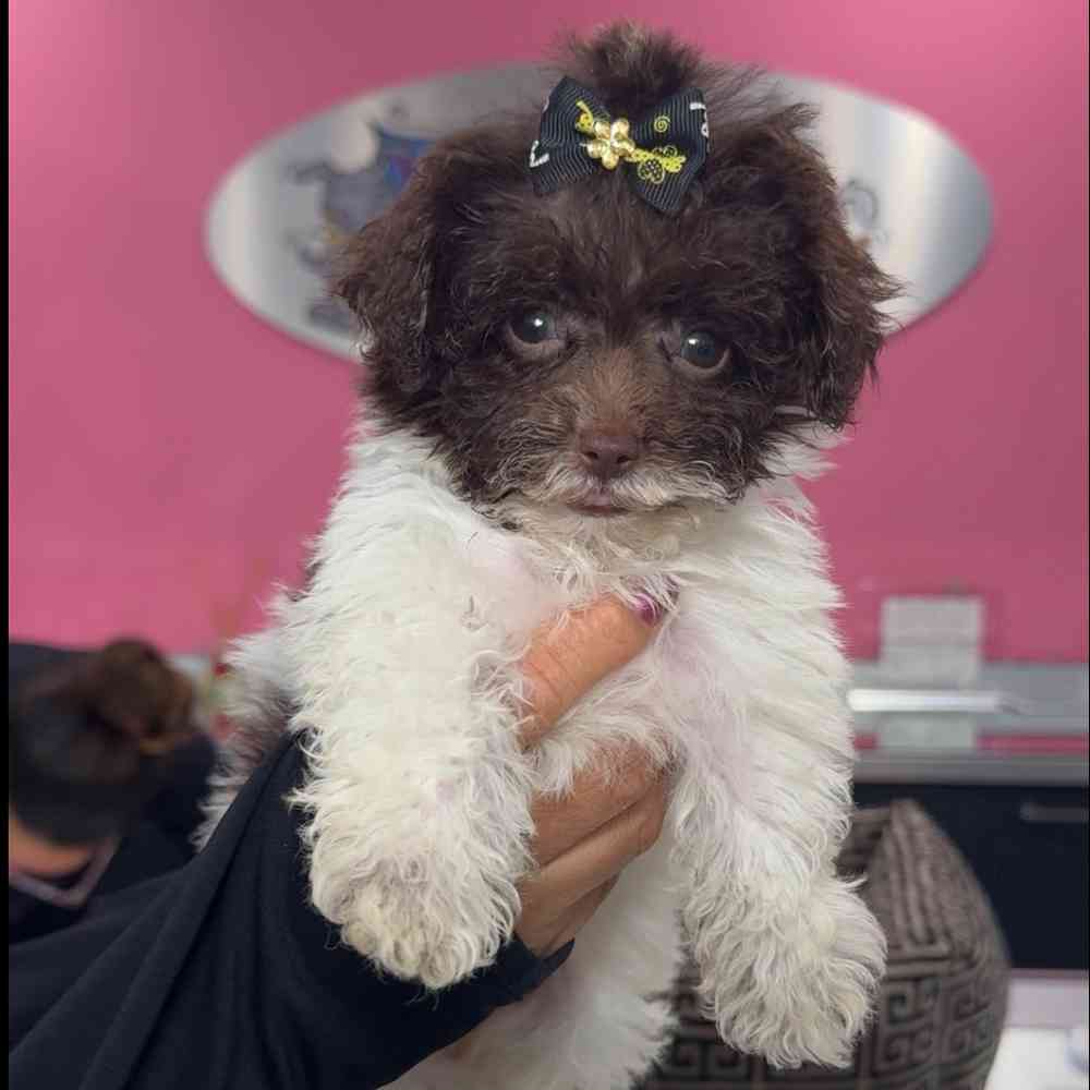 carousel pet images