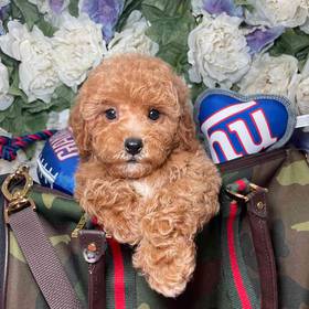 Cavapoo 2nd Generation