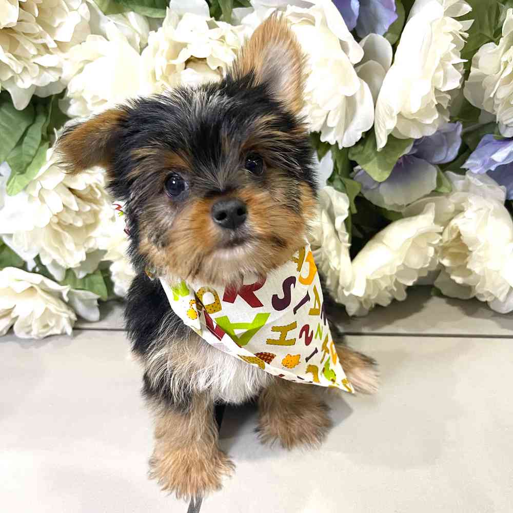 carousel pet images