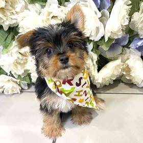 Yorkshire Terrier