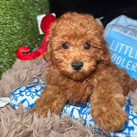 Cavapoo
