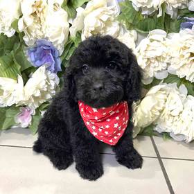 Mini Poodle