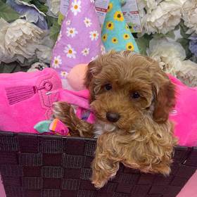 Mini Poodle