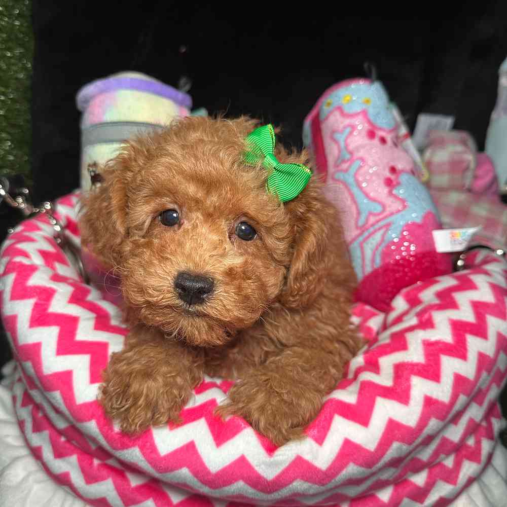 carousel pet images