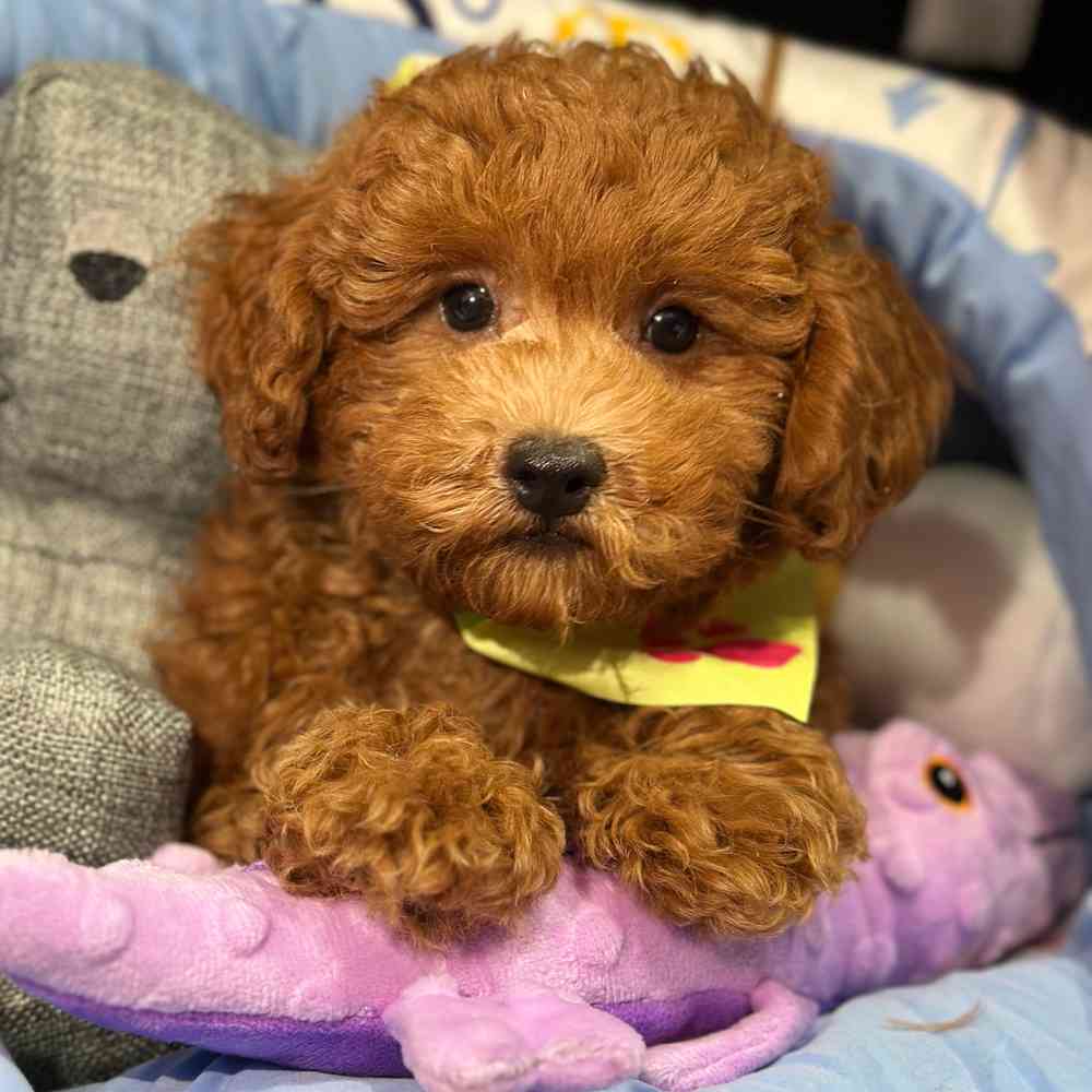 Image of a pet breed in the gallery