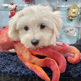Coton De Tulear