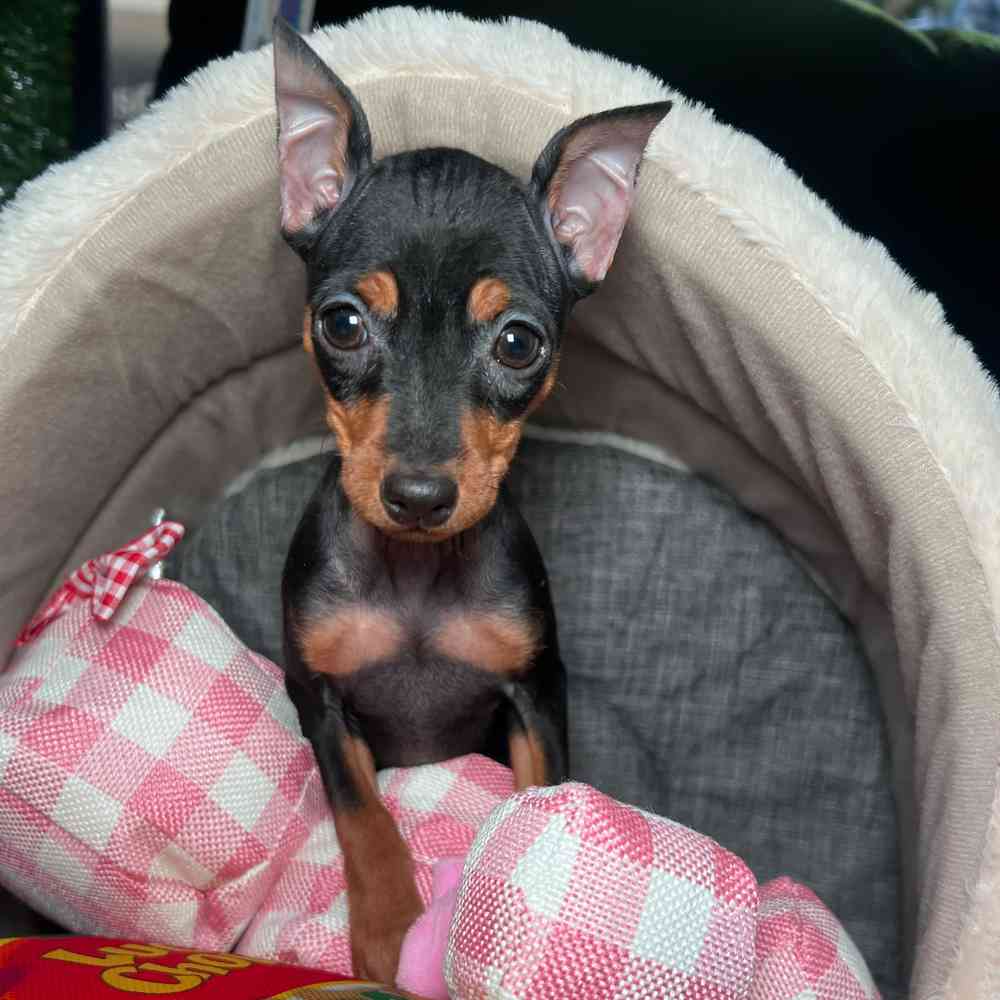 carousel pet images