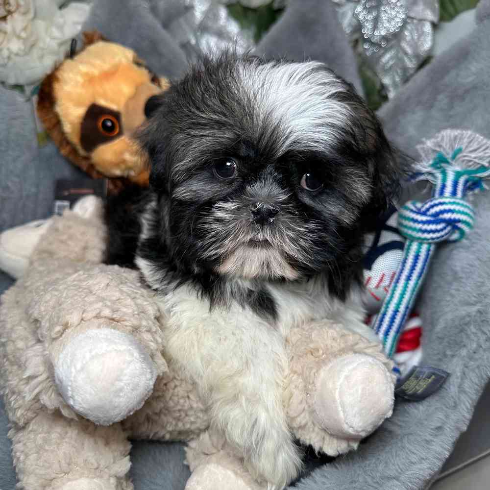 carousel pet images