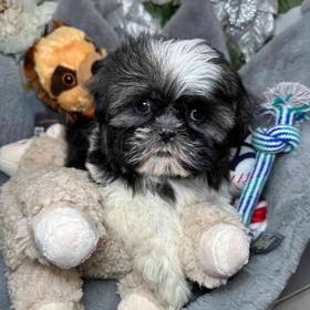 Shih Tzu