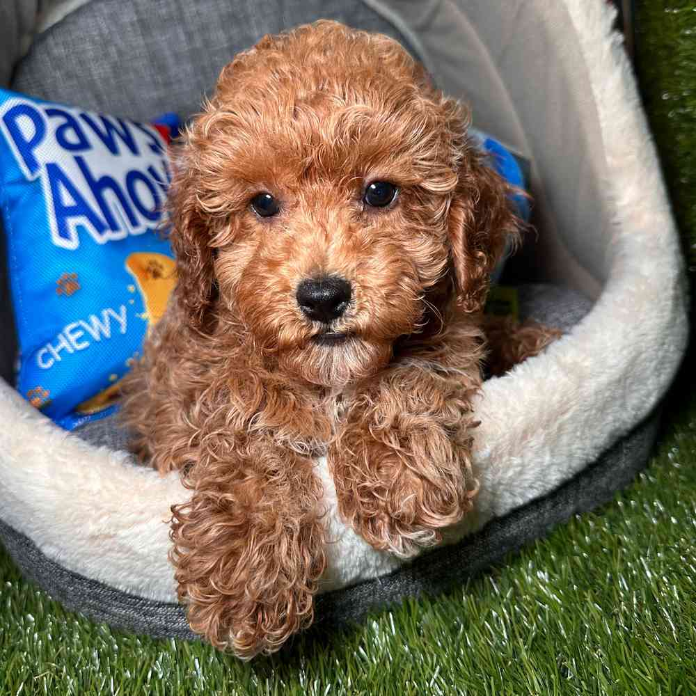 carousel pet images