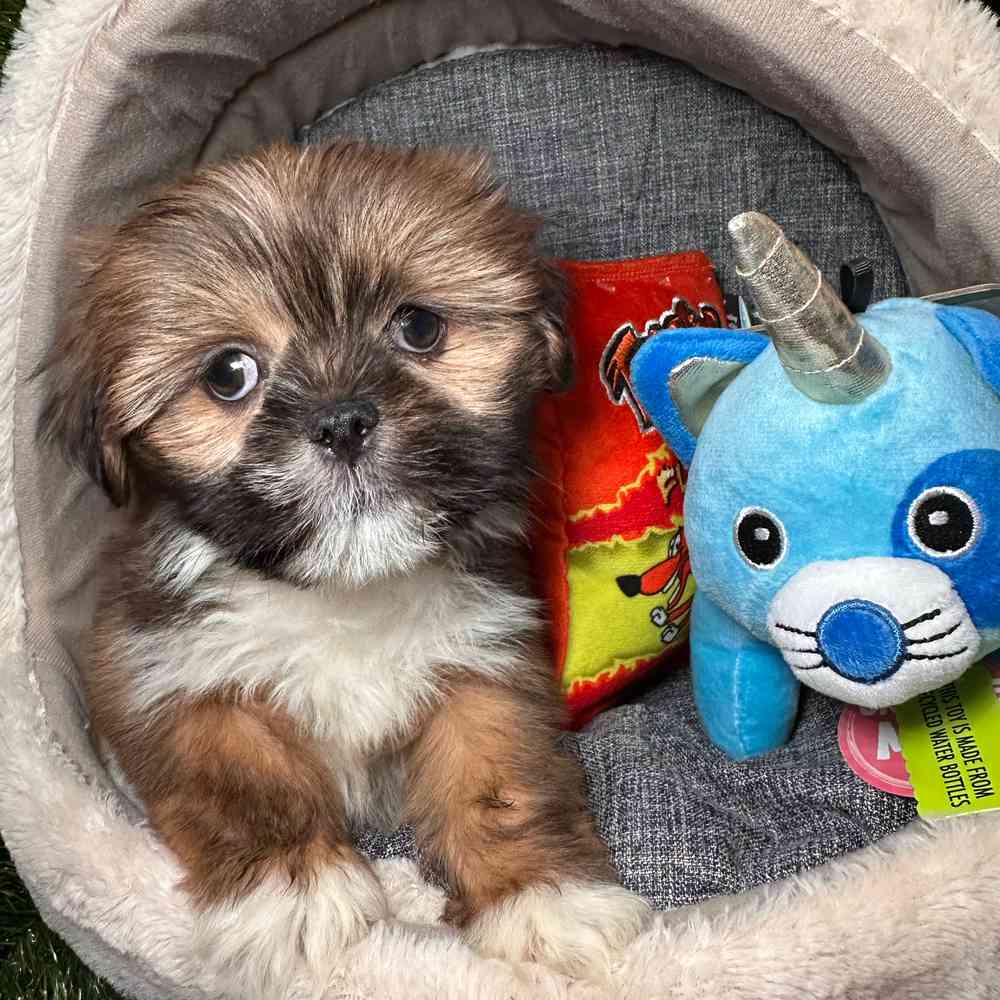 carousel pet images