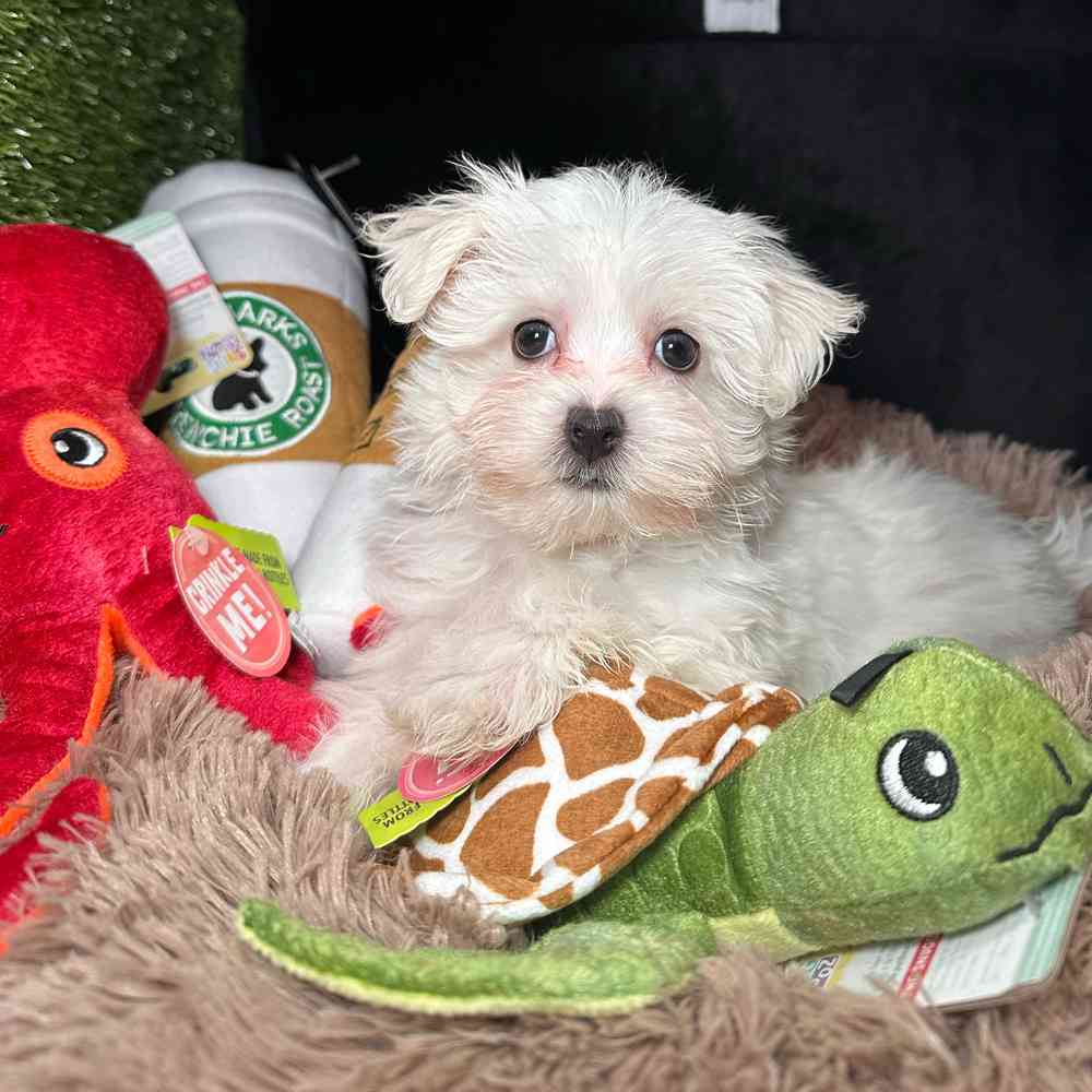 carousel pet images