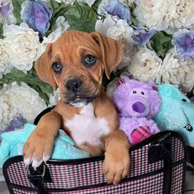 Boxer