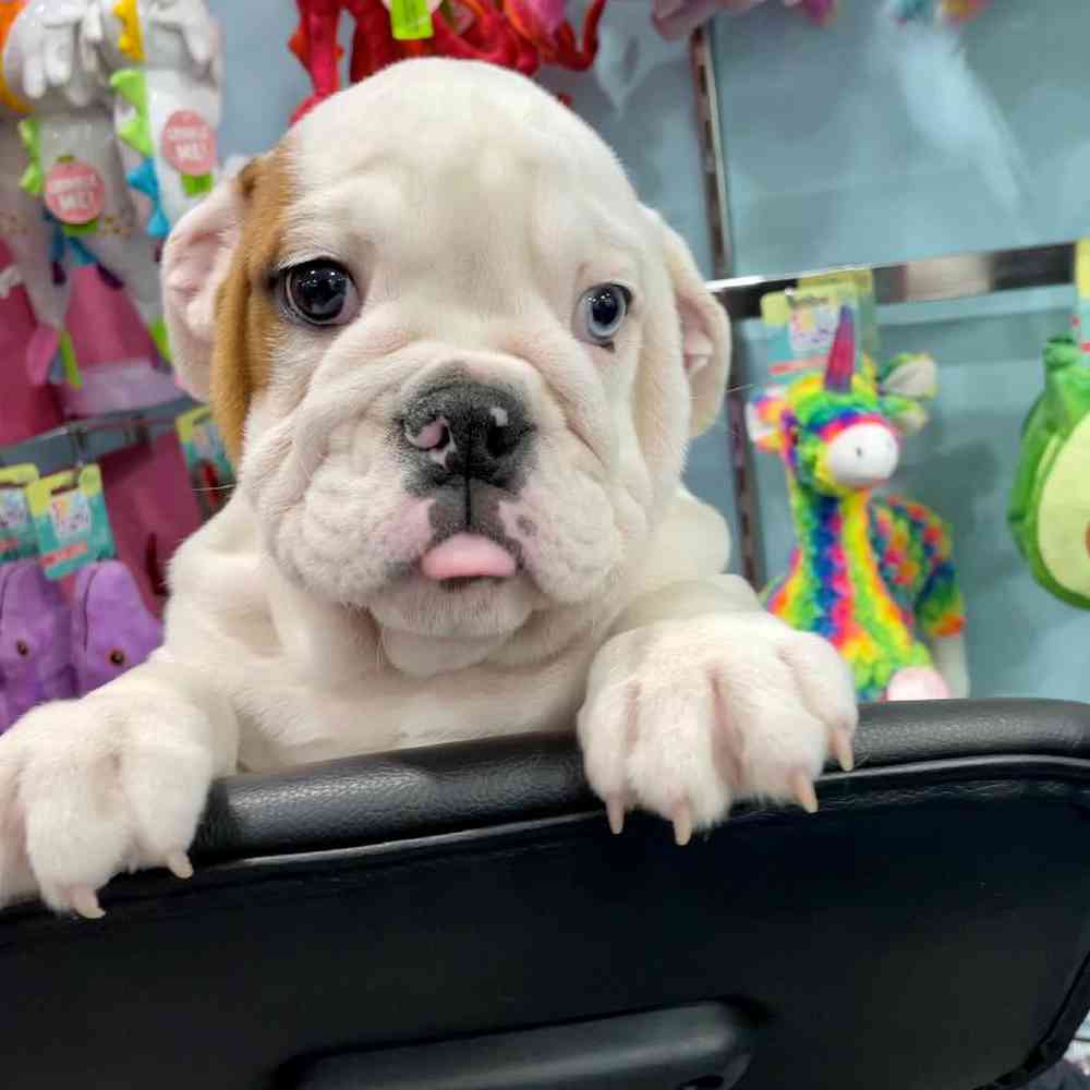 carousel pet images