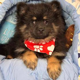 Pomeranian