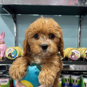 Cavapoo