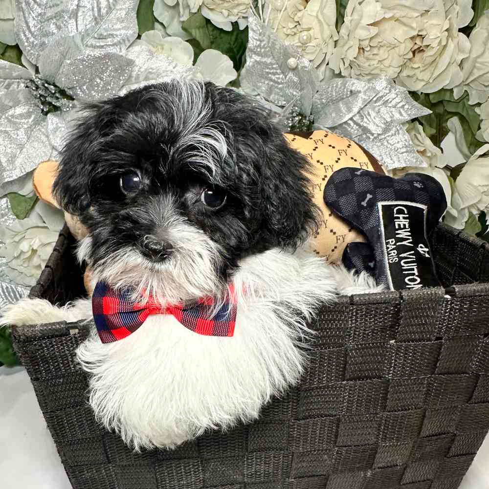 carousel pet images