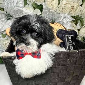 TeddyPoo