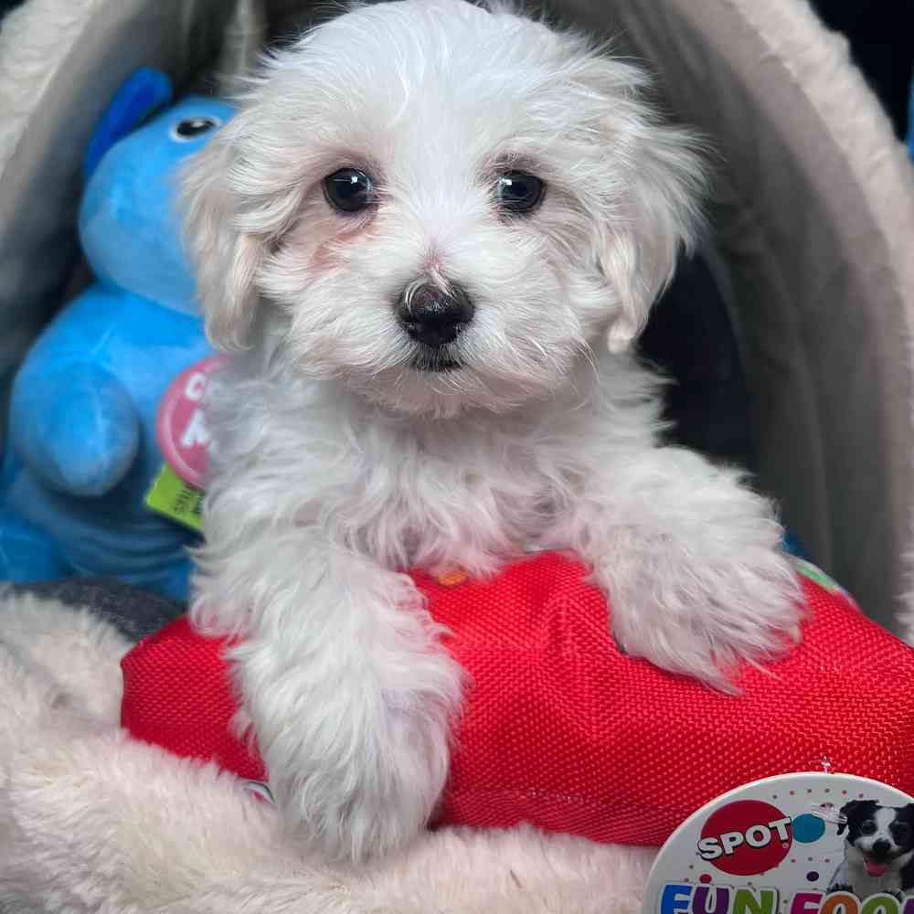carousel pet images
