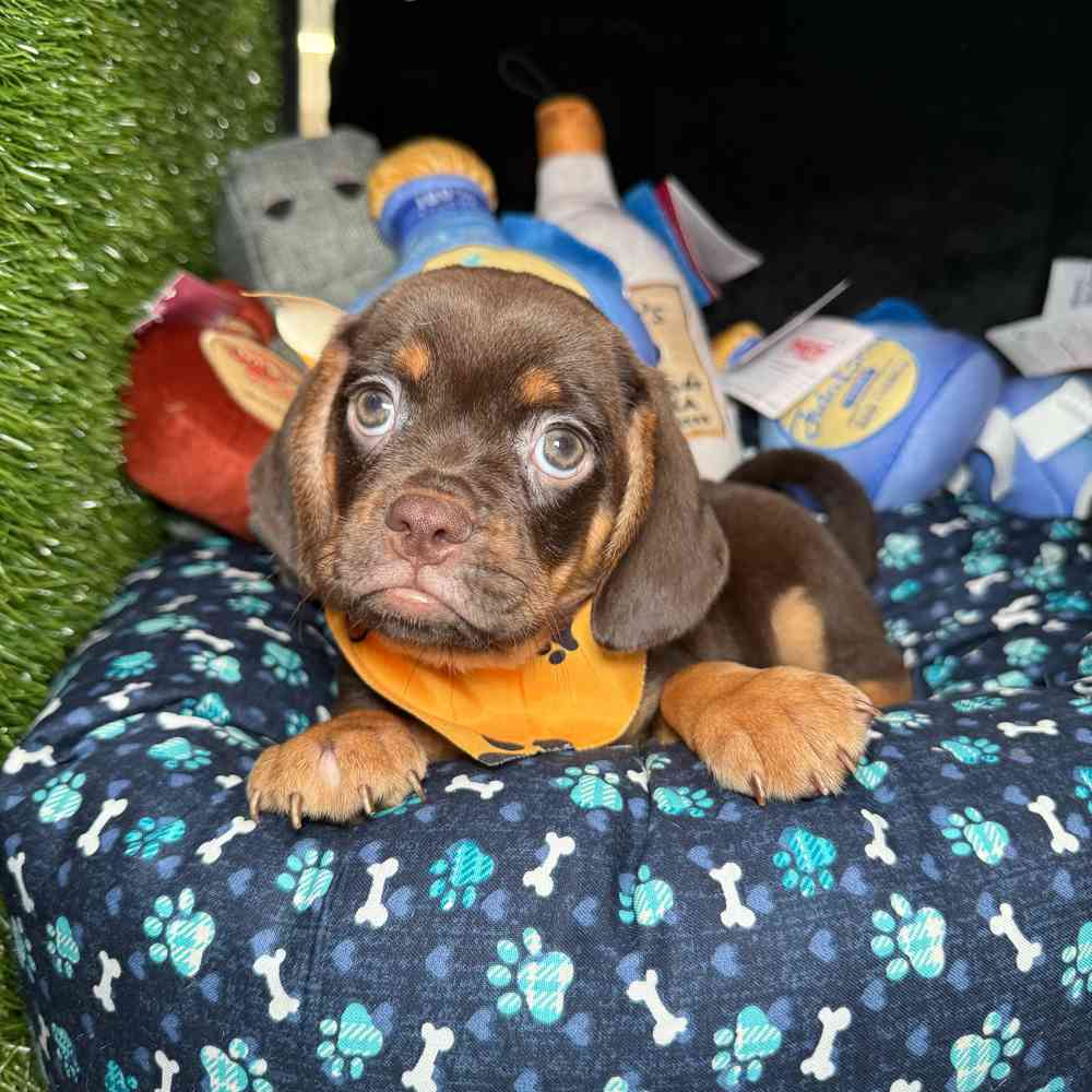 carousel pet images