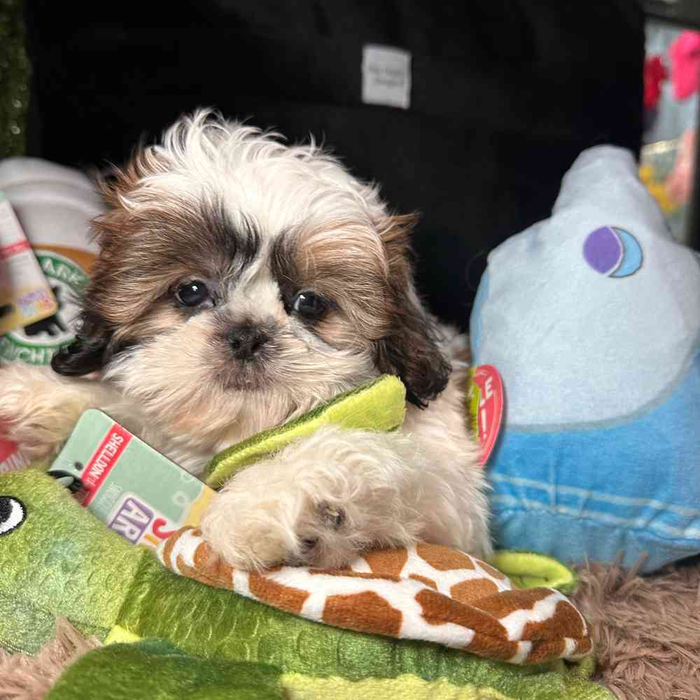 carousel pet images