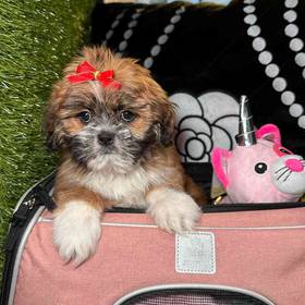 Lhasa Apso