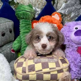 Poochi