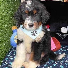 Mini Bernedoodle