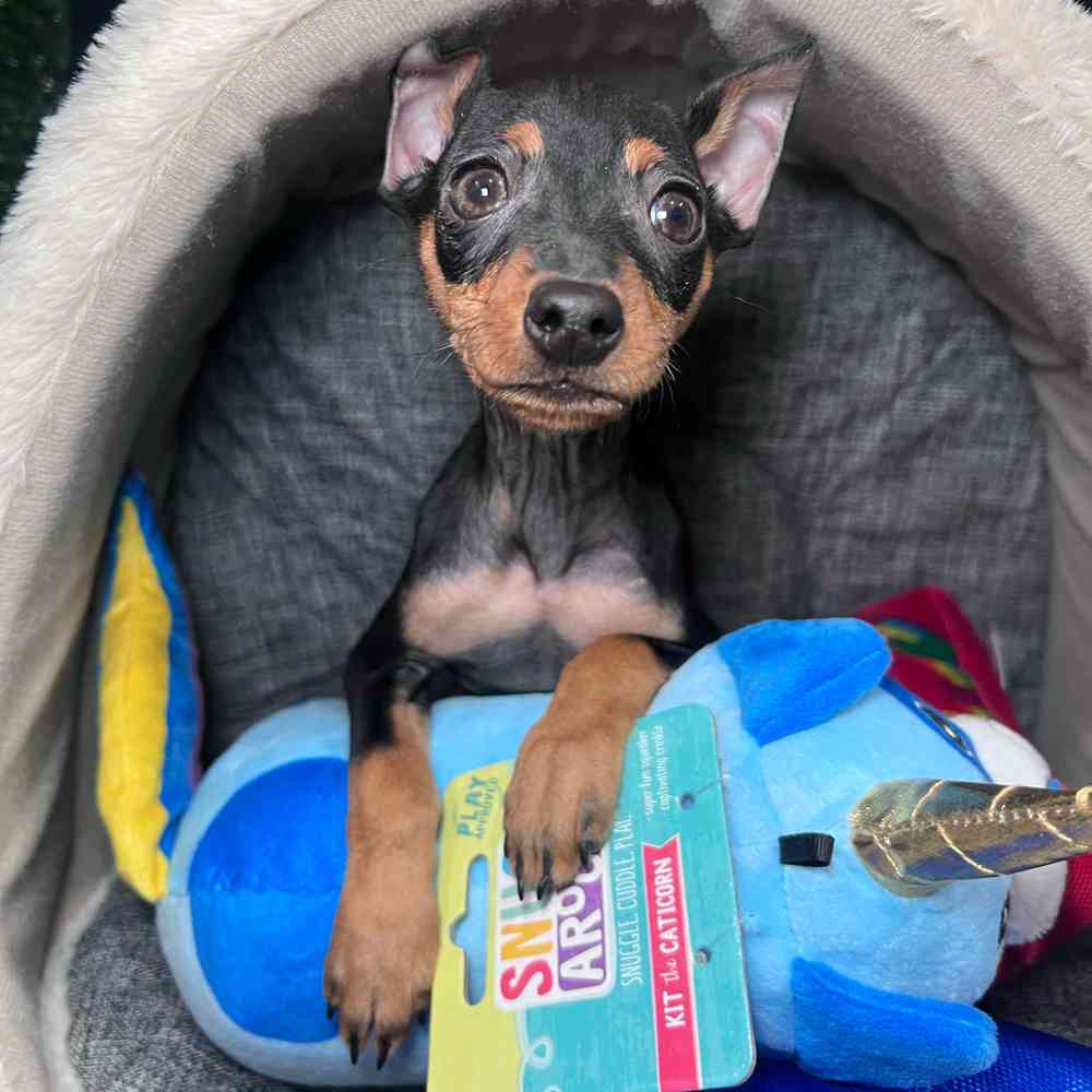 carousel pet images