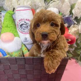 Cavapoo 2nd Generation