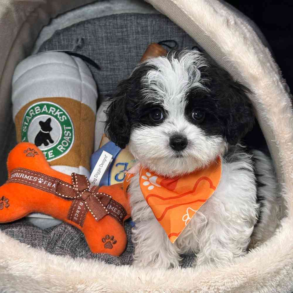 pet breed image
