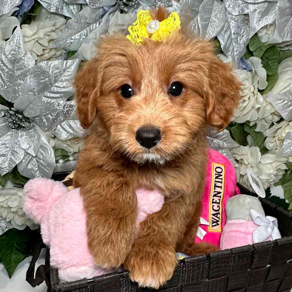 carousel pet images