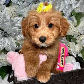 Mini Goldendoodle 2nd Gen
