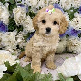 Cavapoo