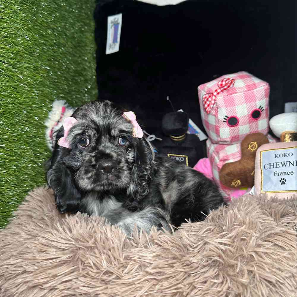 carousel pet images