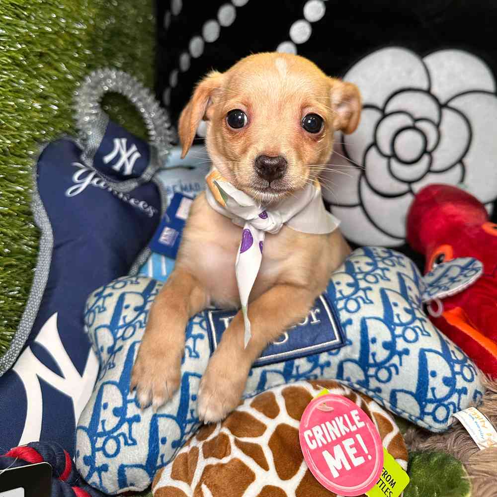 carousel pet images