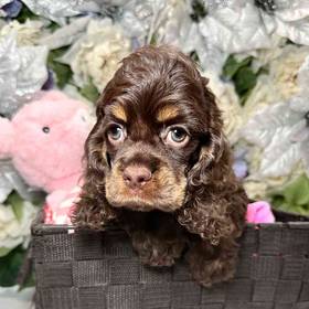 Cocker Spaniel
