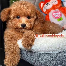 Bichapoo