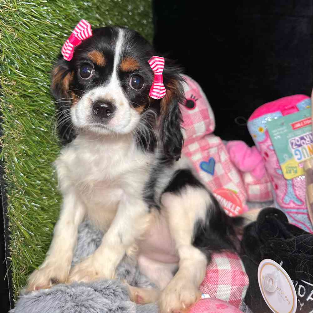 carousel pet images