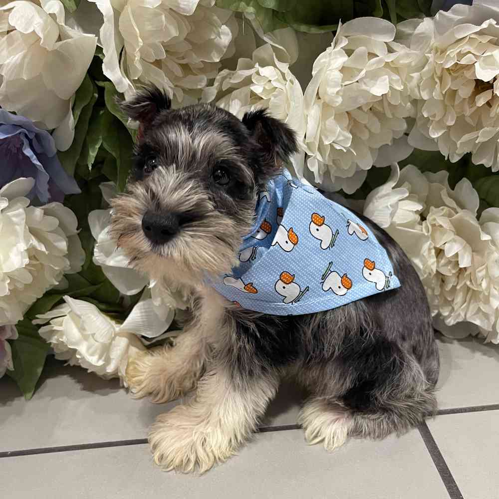carousel pet images
