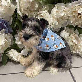 Miniature Schnauzer