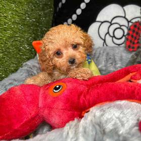 Cavapoo 2nd Generation