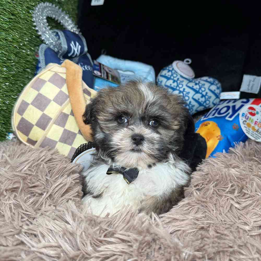 pet breed image