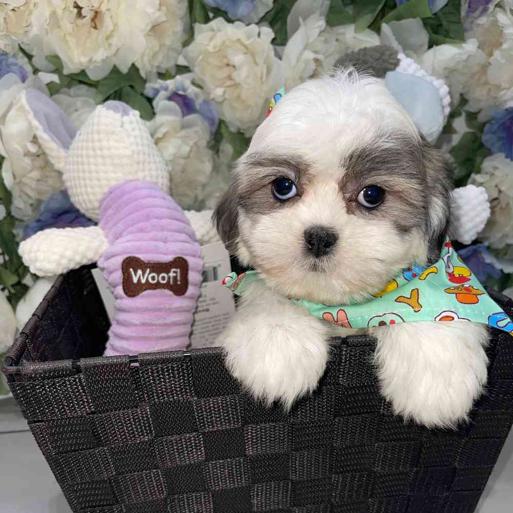carousel pet images