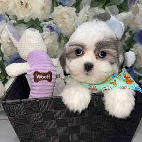 Shih Tzu