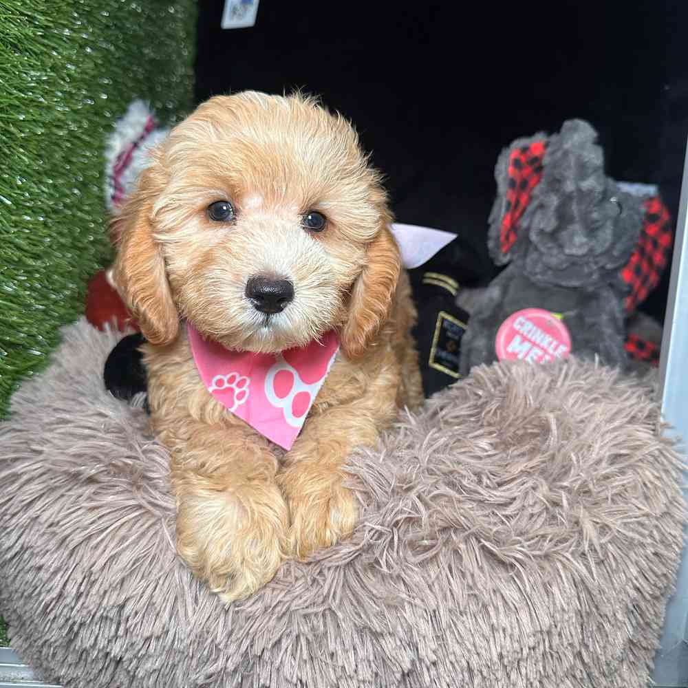 carousel pet images