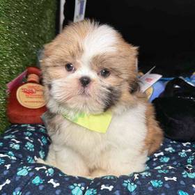 Shih Tzu