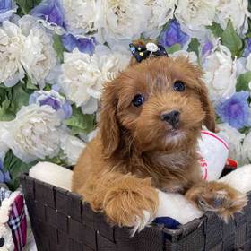 Cockapoo